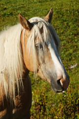 A young horse portrait, the Austrian Alps