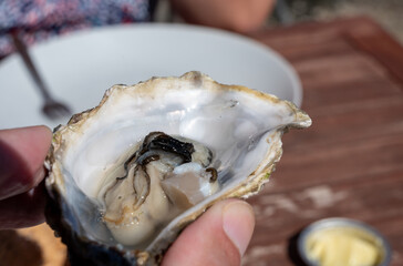 Eating of fresh live oysters at farm cafe in oyster-farming village, Arcachon bay, Cap Ferret...