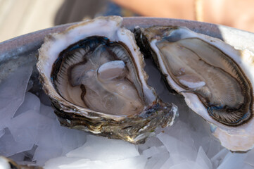 Eating of fresh live oysters at farm cafe in oyster-farming village, Arcachon bay, Cap Ferret...