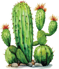 Watercolor cactus on white background