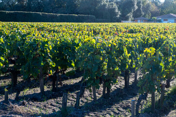 Green vineyards with rows of red Cabernet Sauvignon grape variety of Haut-Medoc vineyards in...