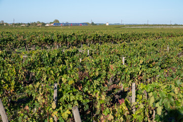 Green vineyards with rows of red Cabernet Sauvignon grape variety of Haut-Medoc vineyards in...
