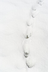 High angle view of animal footprints in a snow - 692913851
