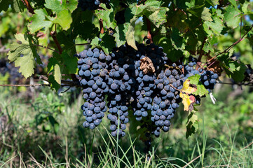 Vineyards in Pauillac village with rows of red Cabernet Sauvignon grape variety of Haut-Medoc...