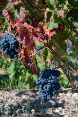 Vineyards in Pauillac village with rows of red Cabernet Sauvignon grape variety of Haut-Medoc...