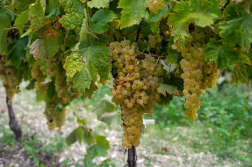 Harvest time in Cognac white wine region, Charente, ripe ready to harvest ugni blanc grape uses for...