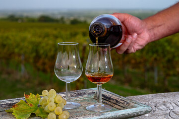 Tasting of Cognac strong alcohol drink in Cognac region, Charente with rows of ripe ready to...