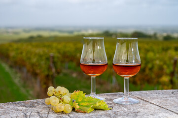 Tasting of Cognac strong alcohol drink in Cognac region, Charente with rows of ripe ready to harvest ugni blanc grape on background uses for spirits distillation, France