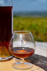 Tasting of Cognac strong alcohol drink in Cognac region, Charente with rows of ripe ready to harvest ugni blanc grape on background uses for spirits distillation, France