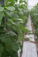 Dutch organic greenhouse farm with rows of eggplants plants with ripe violet vegetables and purple flowers, agriculture in the Netherlands