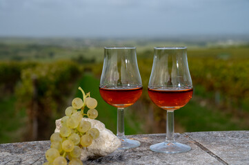 Tasting of Cognac strong alcohol drink in Cognac region, Charente with rows of ripe ready to...