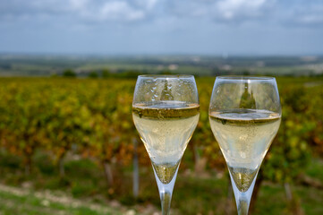 Tasting of grand cru sparkling white wine with bubbles champagne on chardonnay vineyards in Avize,  grand cru wine producer small village, Cote des Blancs, Champagne, France