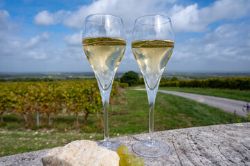 Tasting of grand cru sparkling white wine with bubbles champagne on chardonnay vineyards in Avize,  grand cru wine producer small village, Cote des Blancs, Champagne, France