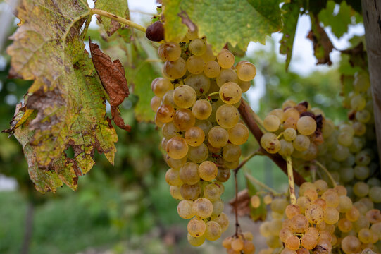 Harvest time in Cognac white wine region, Charente, ripe ready to harvest ugni blanc grape uses for Cognac strong spirits distillation, France