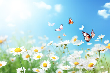 Bright spring or summer image of field of blooming meadow flowers daisy and butterflies fluttering above it. Spring summer outdoors close-up, copy space, wide format. 