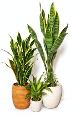 Ornamental plants in pots with a white background