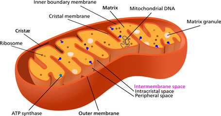 Mitochondria are essentially universal in the eukaryotes.Vector illustration.