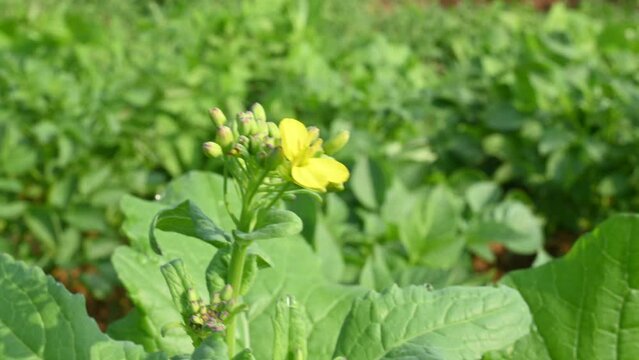 Mustard flowers. It is a plant species in the genera Brassica and Sinapis in the family Brassicaceae. Mustard seed is used as a spice and leaves used greens. Mustard farming. Yellow flower.
