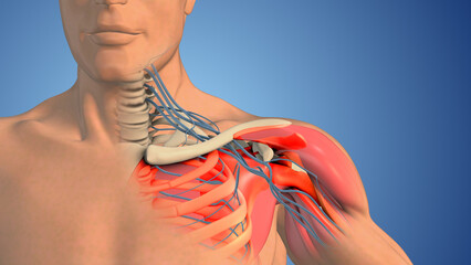 Brachial plexus nerve network in the shoulder structure	 - obrazy, fototapety, plakaty