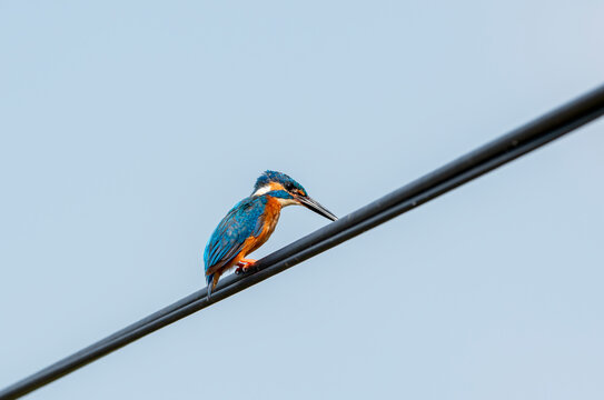 The river kingfisher, or pygmy kingfisher, is one of three subfamilies of kingfishers, subfamily Alcedininae. The river kingfisher is common in Africa and eastern and southern Asia to Australia;