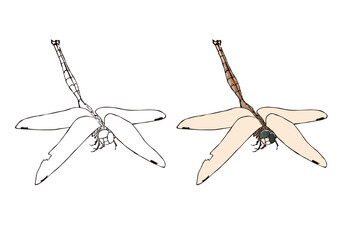 浮世絵　トンボ　その2 © KIMASA