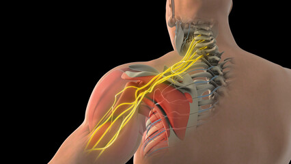 The network of brachial plexus nerves in the shoulder structure	