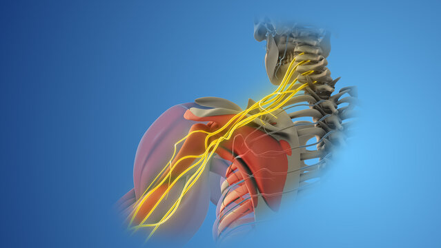 The network of brachial plexus nerves in the shoulder structure	