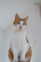 座っている猫　茶トラ白