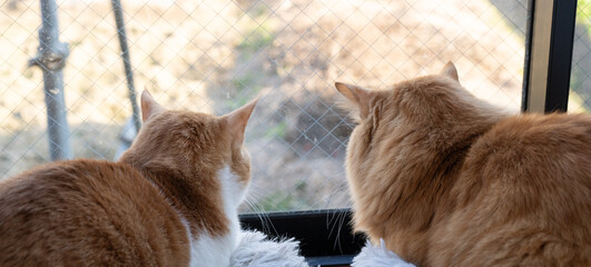 外を眺める二匹の猫
