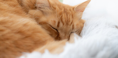 眠る猫　茶トラ猫