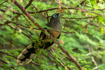 The blue-faced malkoha or small green-billed malkoha is a non-parasitic cuckoo found in the scrub and deciduous forests of peninsular India and Sri Lanka..​