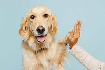 Close up woman teaching new commands her best friend golden retriever, dog giving paw to his female owner isolated on plain pastel blue background studio. Take care about pet animal, contact concept.