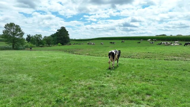 Holstein cow in green meadow. Injured cattle limping on summer day in rural USA. Animal cruelty theme. Aerial.