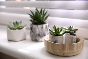 Beautiful potted succulents on white window sill Space for text