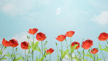 field of red poppies. red poppy flowers border. flower decoration.