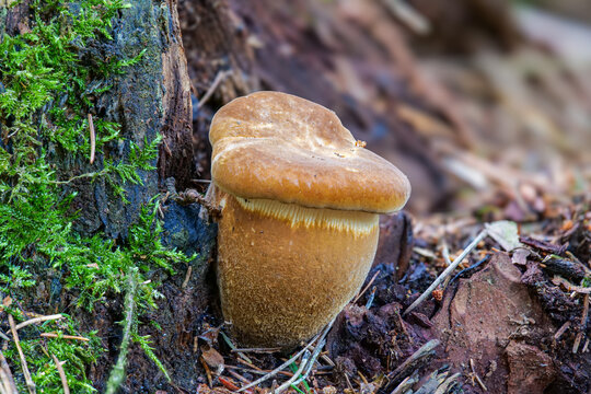 Samtfuss Krempling  (TAPINELLA ATROTOMENTOSA)