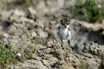 Spornkiebitz-Küken // chick of the Spur-winged lapwing (Vanellus spinosus) - Axios-Delta,...