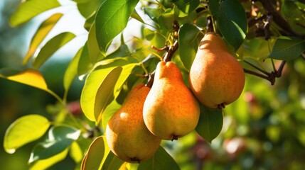 Pears on branch in garden 