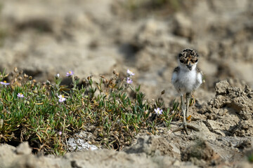 Spornkiebitz-Küken // chick of the Spur-winged lapwing (Vanellus spinosus) - Axios-Delta,...