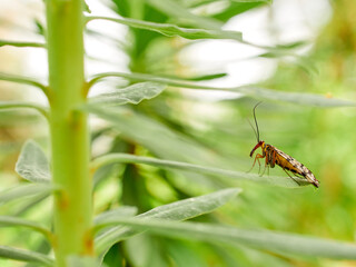 Fly on a leaf of a plant. Scorpion fly genus Panorpa