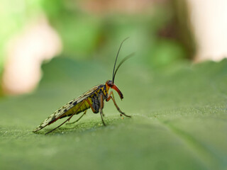 Fly on a leaf of a plant. Scorpion fly genus Panorpa