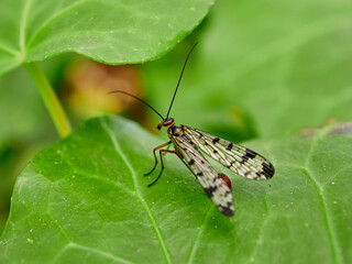 Fly on a leaf of a plant. Scorpion fly genus Panorpa