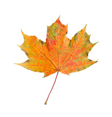 Naklejka na ściany i meble One maple leaf isolated on white. Autumn season