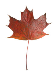 One maple leaf isolated on white. Autumn season