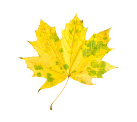 One maple leaf isolated on white. Autumn season