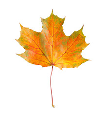 One maple leaf isolated on white. Autumn season