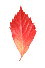 One beautiful red leaf isolated on white. Autumn season