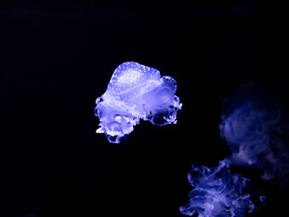 Phyllorhiza punctata, white-spotted jellyfish. Australian spotted jellyfish underwater on a dark blue background. Colorful underwater world background.