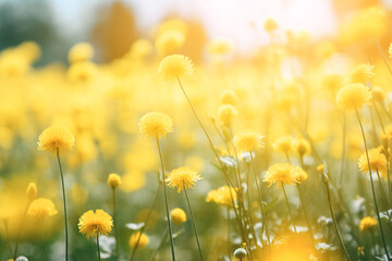 Beautiful fluffy little yellow wildflowers in nature on a meadow on sunny spring or summer day. 
