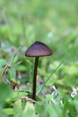 Entoloma clandestinum, a pinkgill mushroom from Finland, no common English name